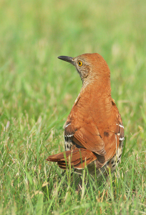 Brown Thrasher, 6/5/06, Hammonasset State Beach, Connecticut