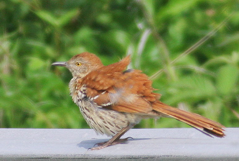 Brown Thrasher, 6/5/06, Hammonasset State Beach, Connecticut