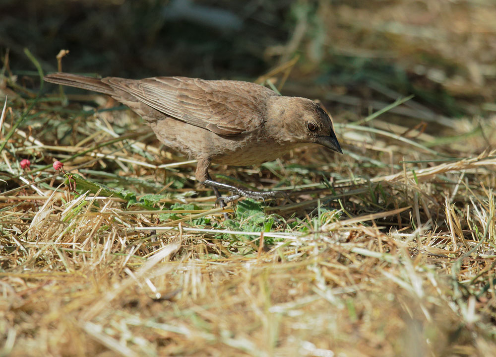 Brown-headed Cowbird