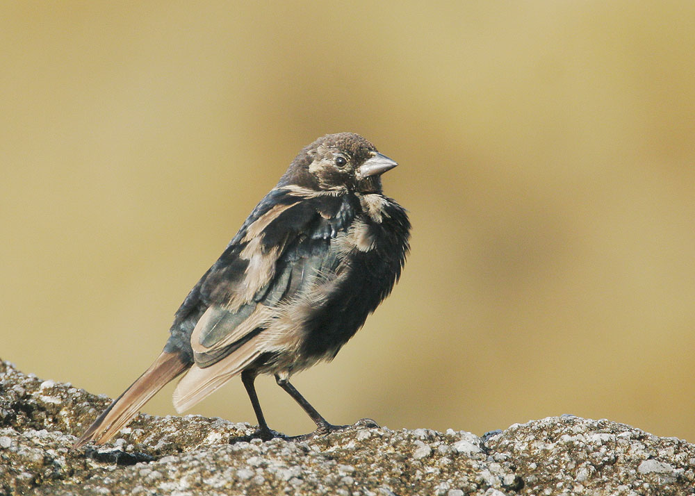 Brown-headed Cowbird