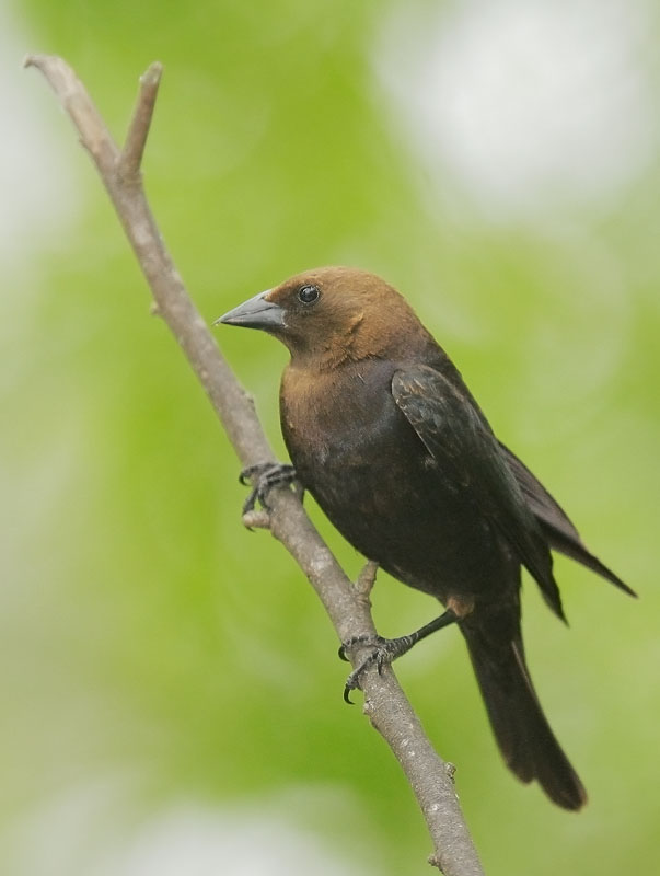 Brown-headed Cowbird