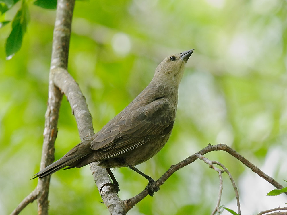 Brown-headed Cowbird