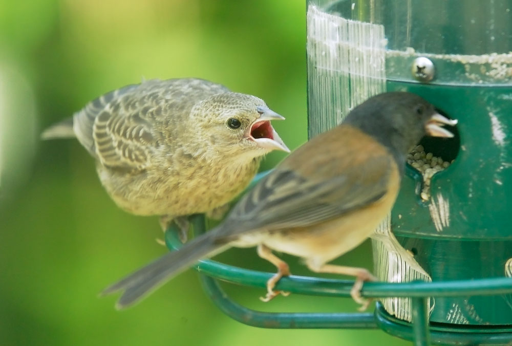 Brown-headed Cowbird