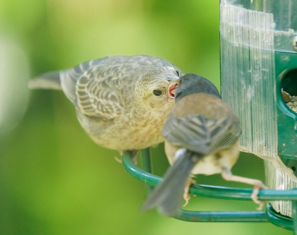 Brown-headed Cowbird
