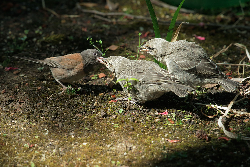 Brown-headed Cowbirds and Dark-eyed Junco