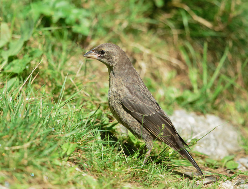 Brown-headed Cowbird