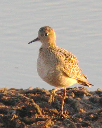 Buff-breasted Sandpiper, juvenile, 9/6/05, salt ponds, Alviso