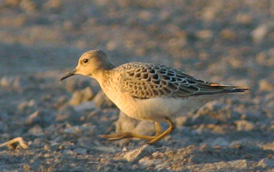 Buff-breasted Sandpiper, juvenile, 9/6/05, salt ponds, Alviso