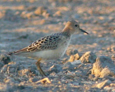 Buff-breasted Sandpiper, juvenile, 9/6/05, salt ponds, Alviso