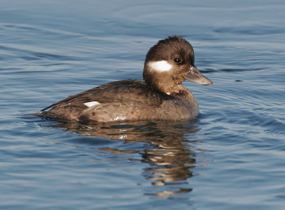 Bufflehead
