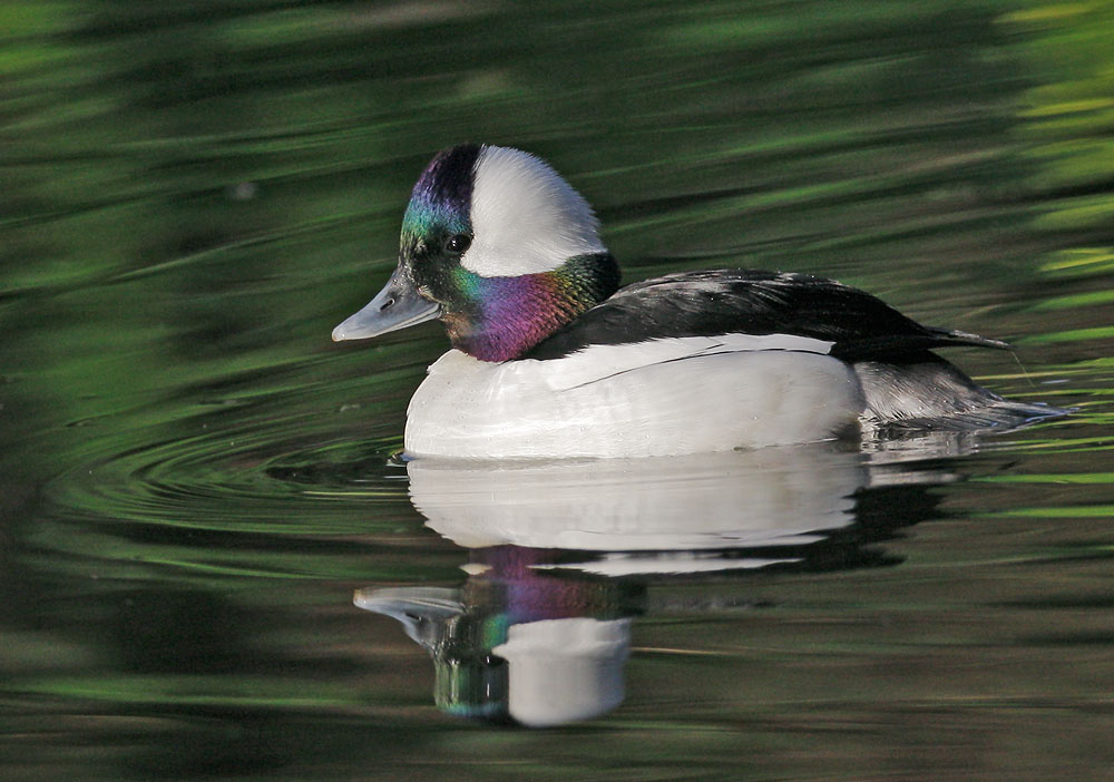 Bufflehead