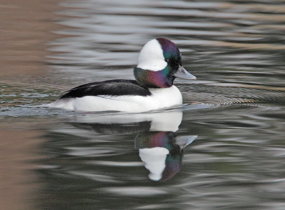 Bufflehead