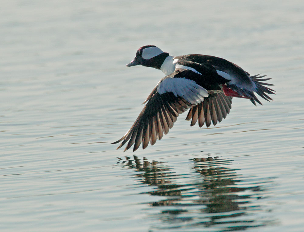 Bufflehead