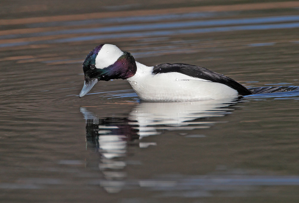 Bufflehead