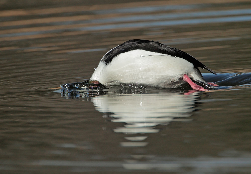 Bufflehead