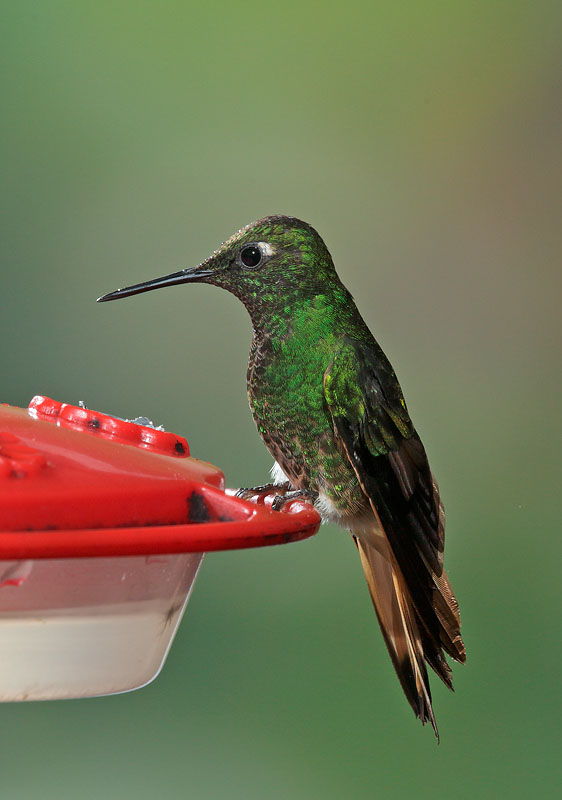Buff-tailed Coronet