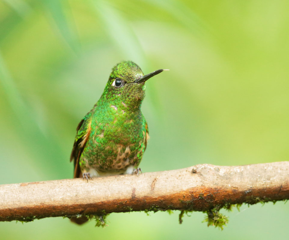 Buff-tailed Coronet