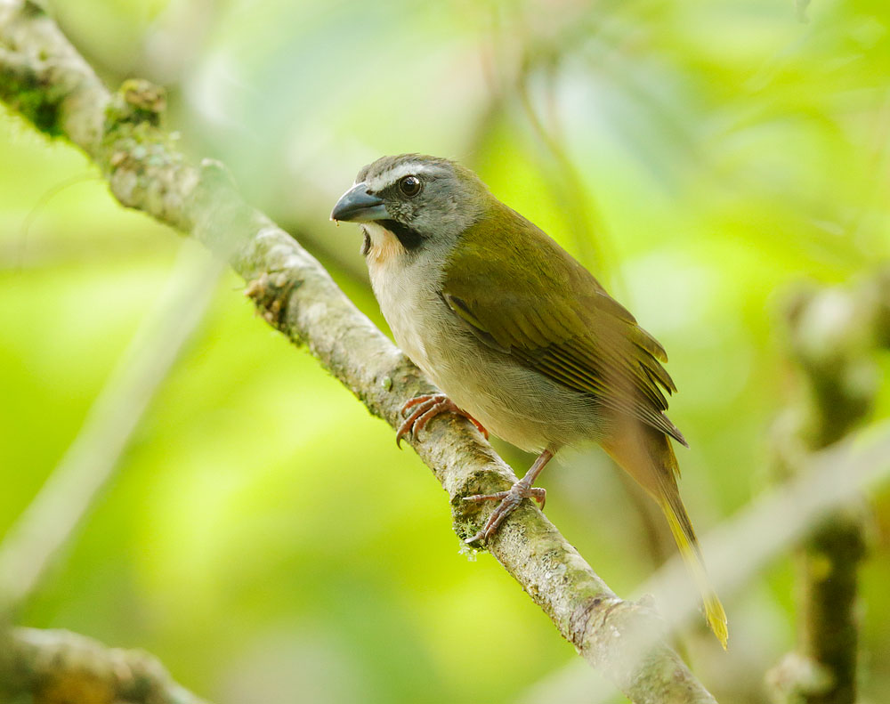 Buff-throated Saltator