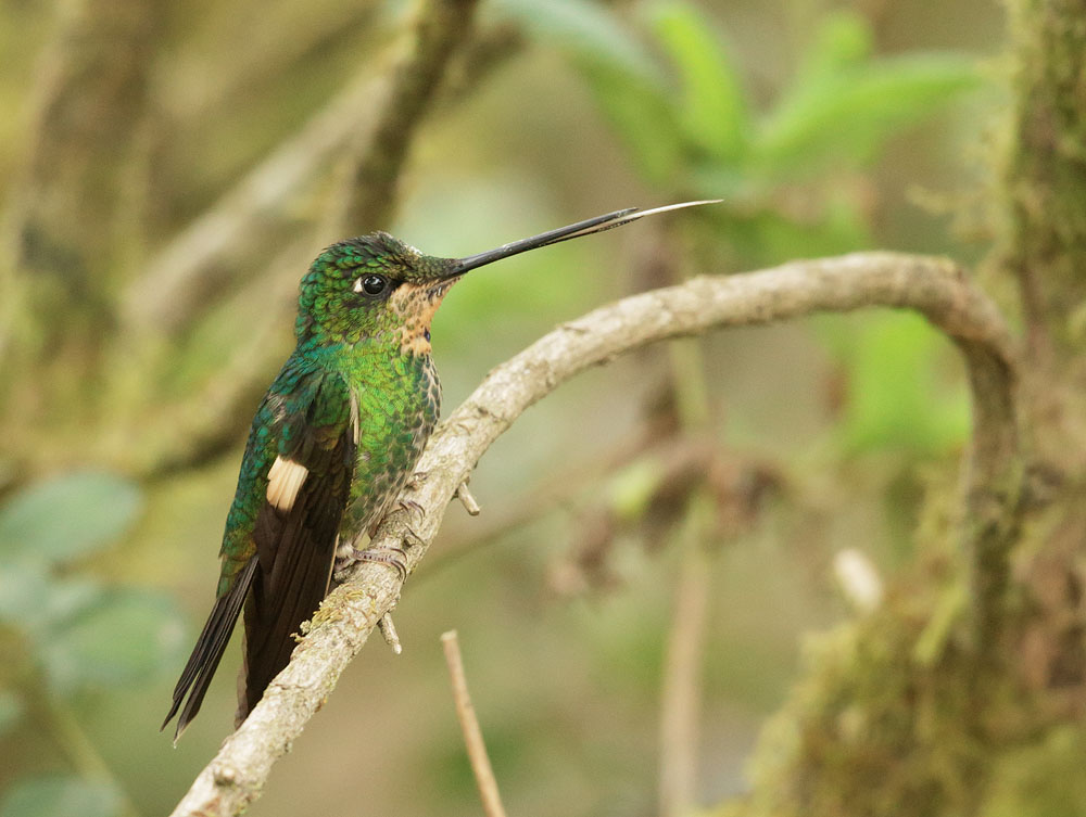 Buff-winged Starfrontlet