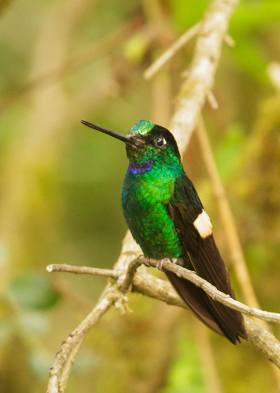Buff-winged Starfrontlet