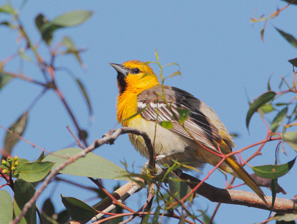 Bullock's Oriole