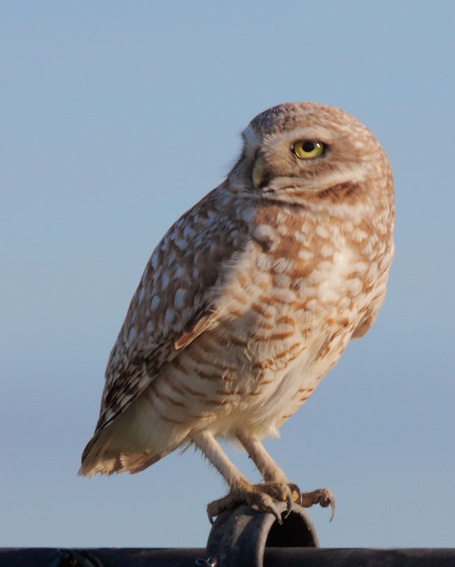 Burrowing Owl, 3/7/09, Disk Drive, Alviso