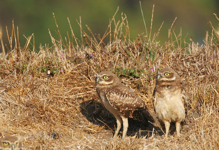 Burrowing Owls, juveniles, 8/11/05, Shoreline Park, Mountain View