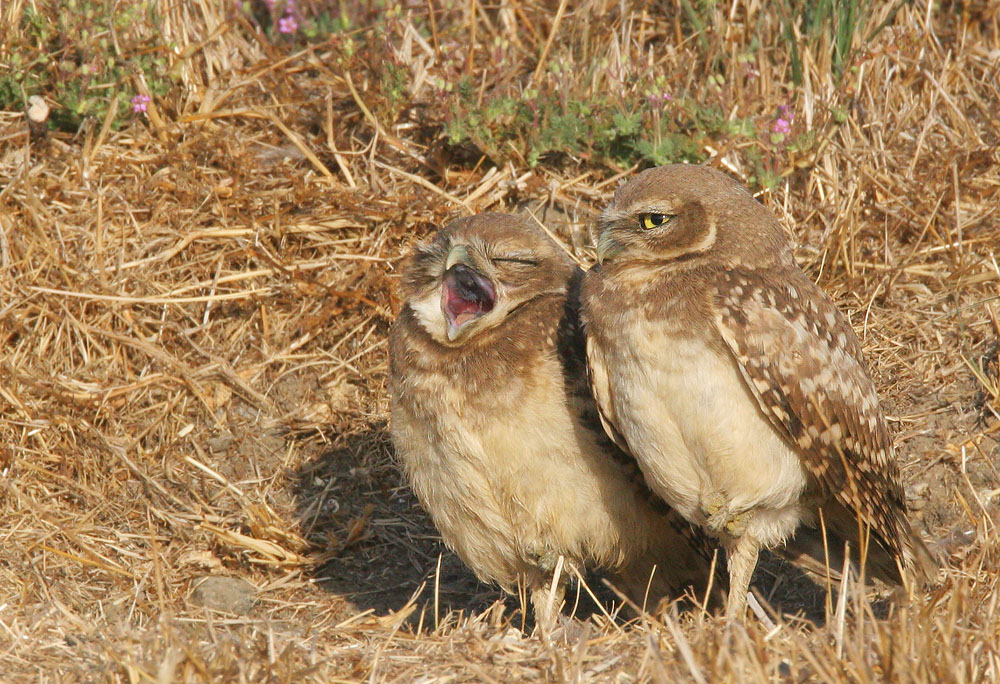 Burrowing Owls, juveniles, 8/11/05, Shoreline Park, Mountain View