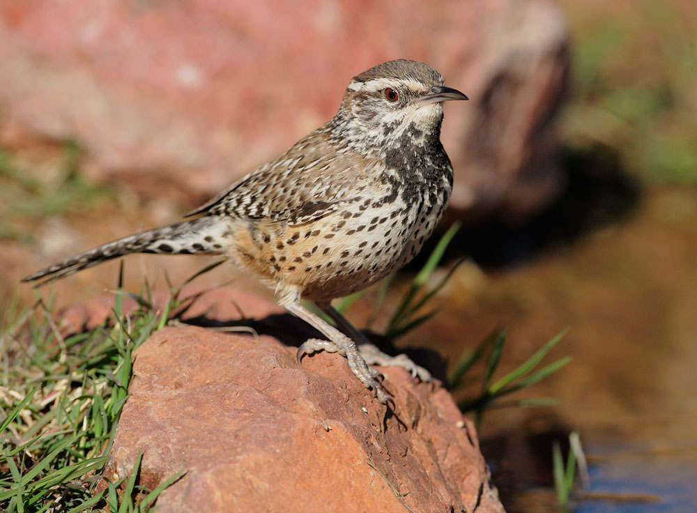 Cactus Wren