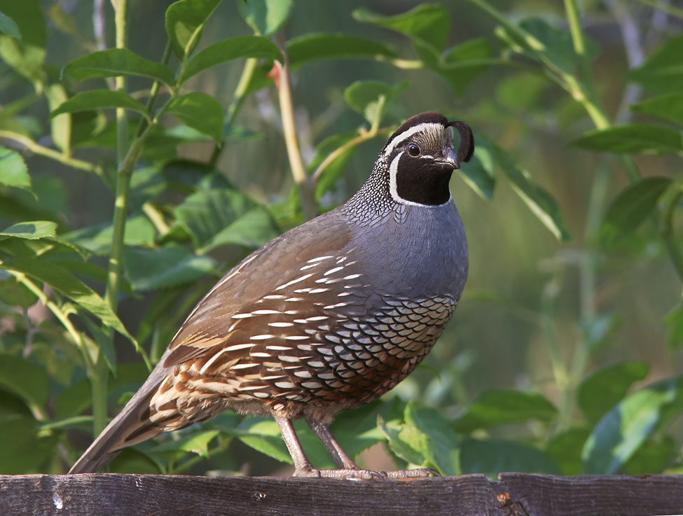 California Quail, adult male, 6/22/04, my yard, Stanford campus