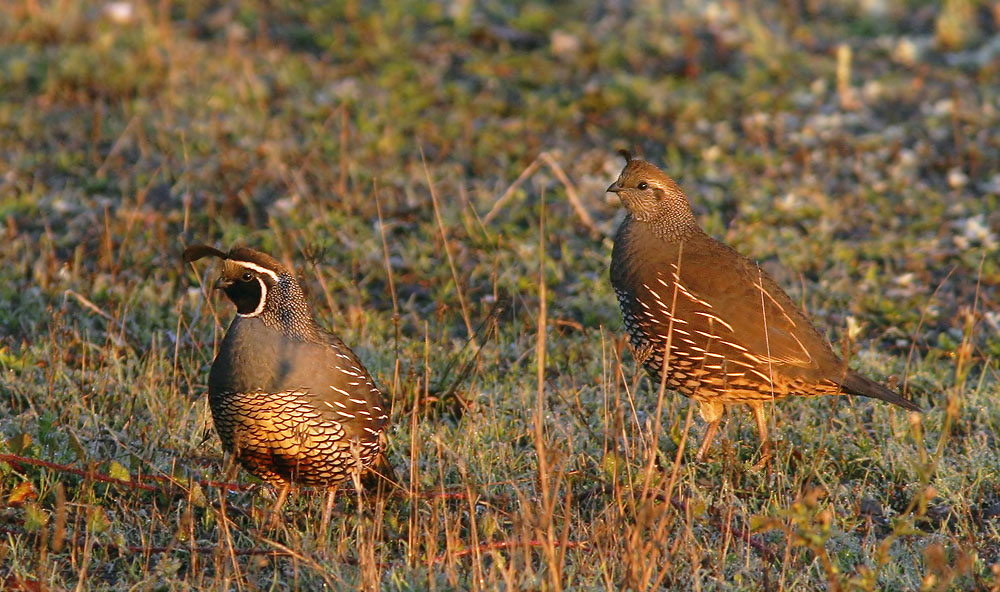 California Quail, adult male and female, 11/13/04, Bodega Bay, Sonoma Co