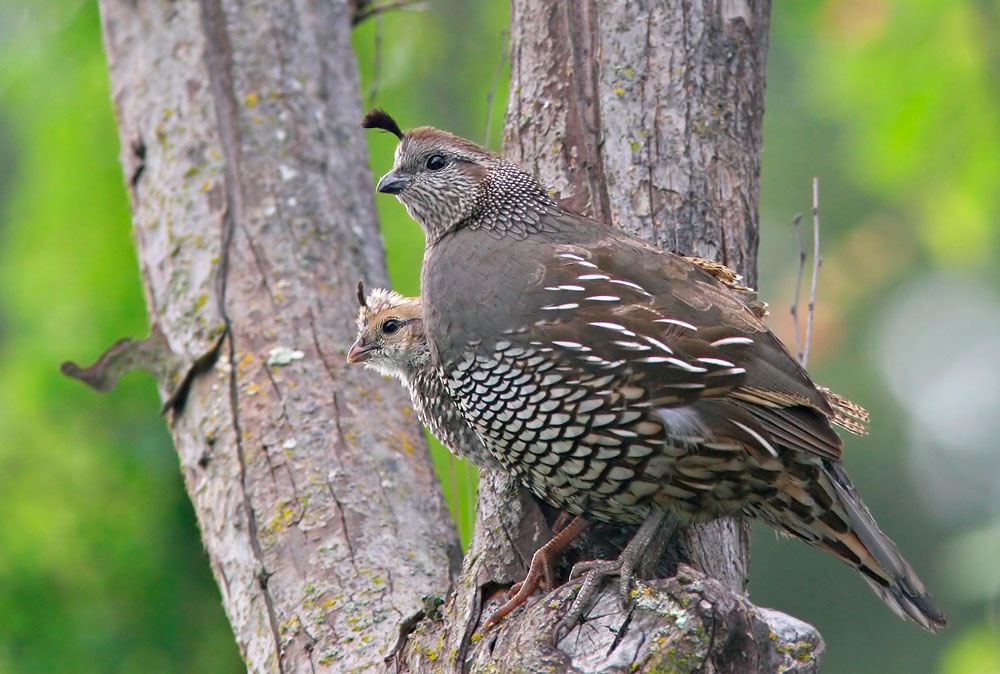 California Quail, female with chick, 7/31/05, my yard, Stanford campus