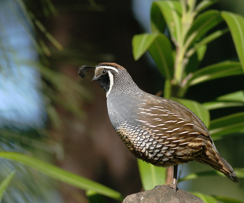 California Quail, male, 5/6/06, my yard, Stanford campus