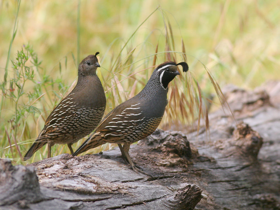 California Quail, pair, 5/12/06, Frenchman's Park, Stanford campus