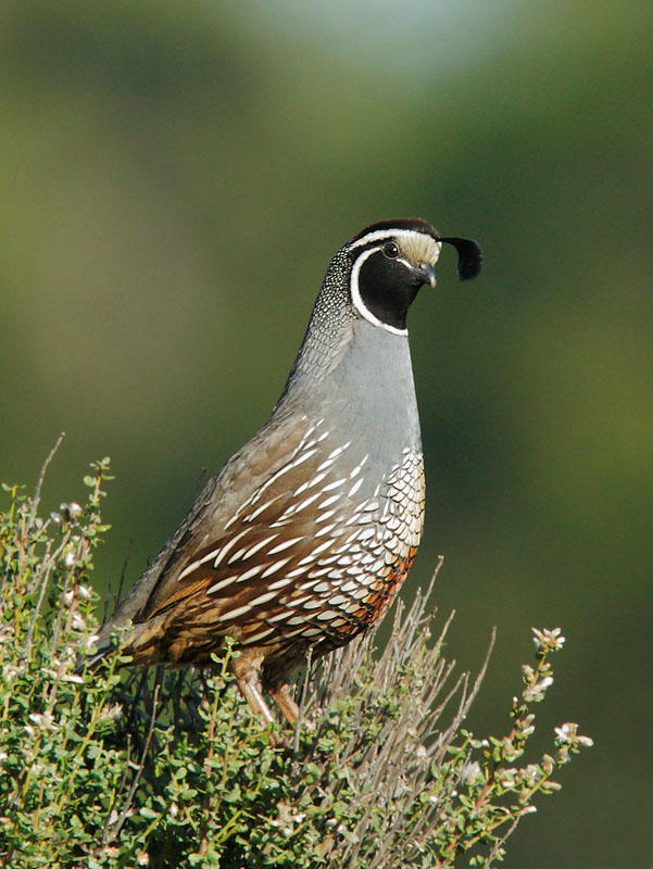 California Quail, male, 2/19/09, Rancho San Antonio, Los Altos