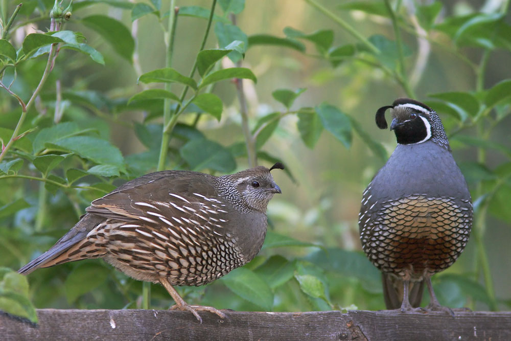 California Quail, adult female and male, 6/20/04, my yard, Stanford campus