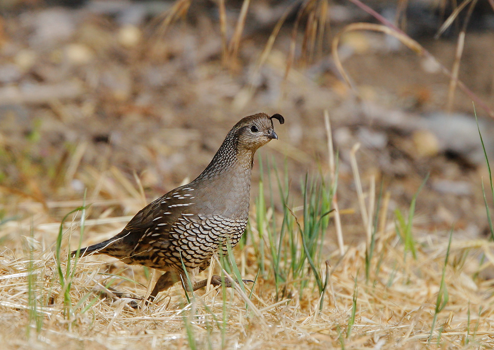 California Quail, 5/17/07, Frenchman's Park, Stanford campus