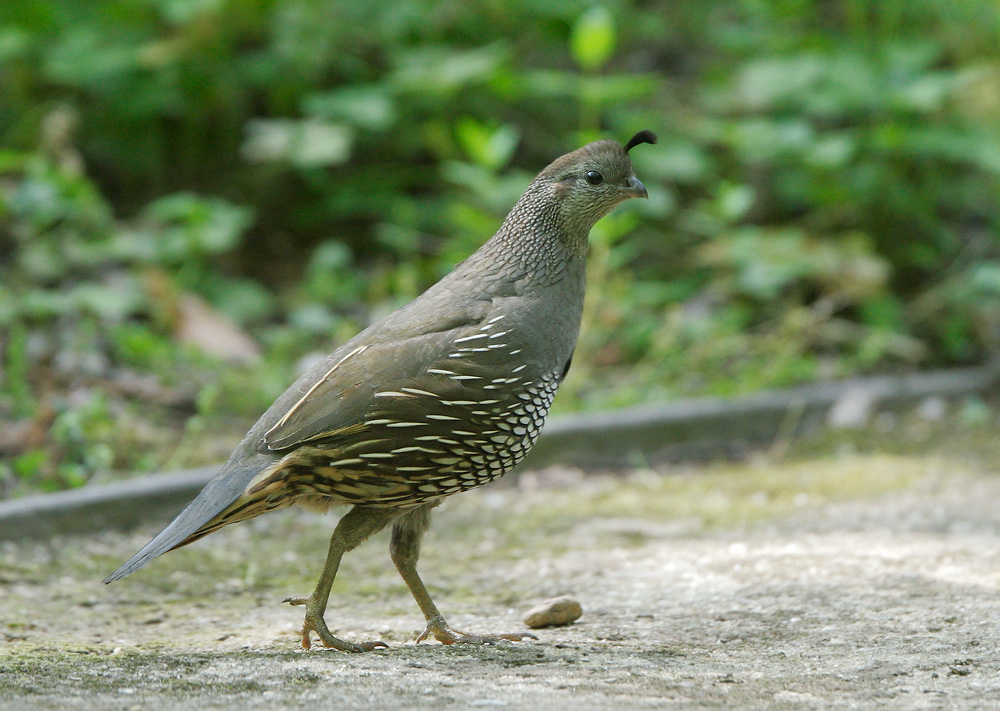 California Quail, female, 5/24/07, my yard, Stanford campus