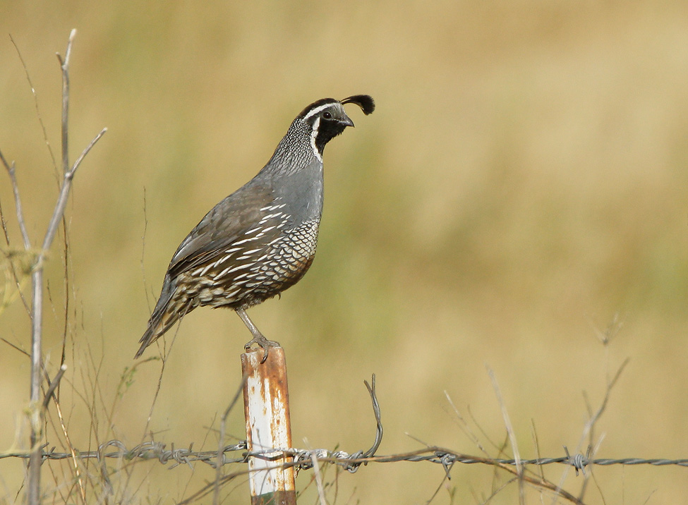 California Quail, male, 7/20/07, Pajaro River at Hwy 101
