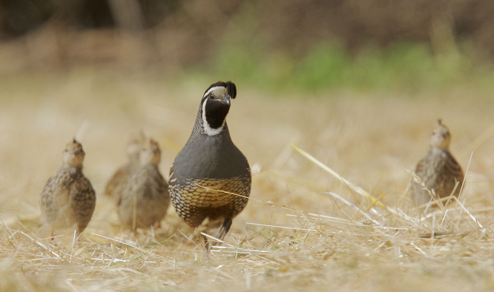 California Quail, male and chicks, 5/29/08, Frenchman's Park, Stanford campus