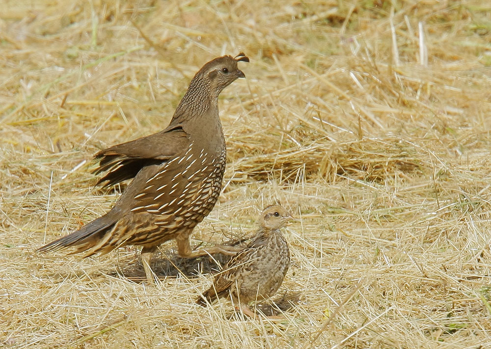 California Quail, female and chick, 5/29/08, Frenchman's Park, Stanford campus