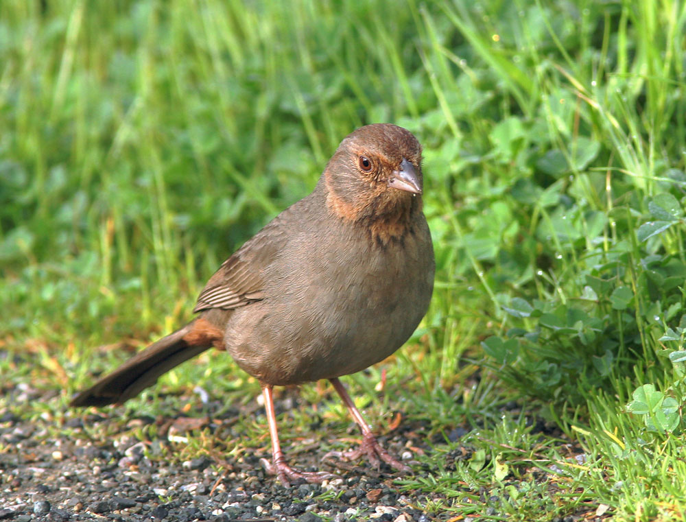 California Towhee