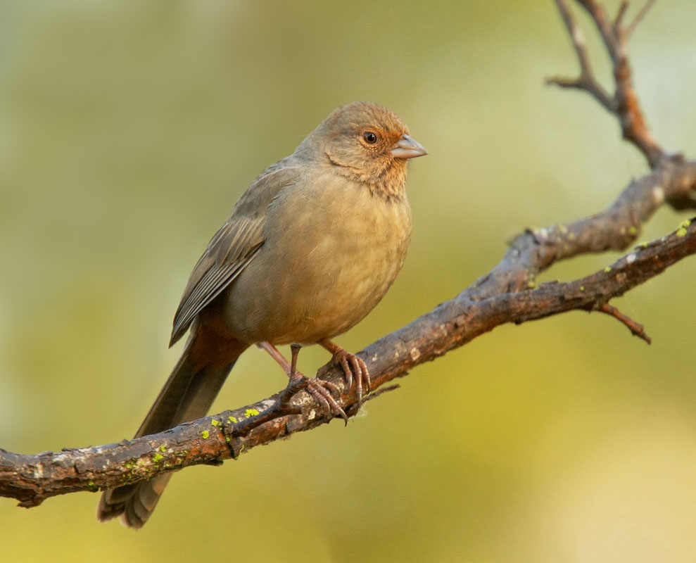 California Towhee
