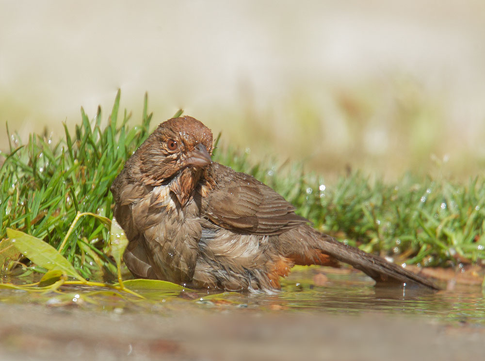 California Towhee