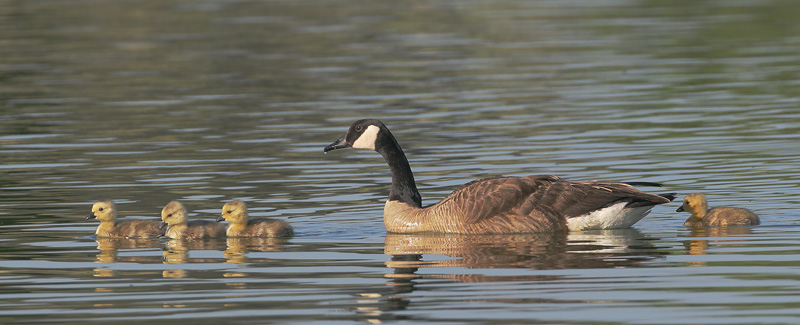 Canada Goose with goslings, 5/12/06, Palo Alto Baylands