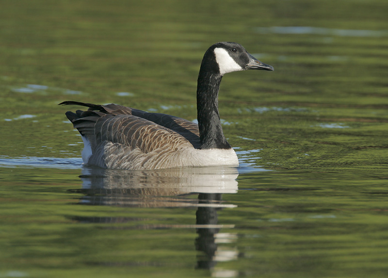Canada Goose, 11/25/06, Santa Clara Valley Water District pond, San Jose