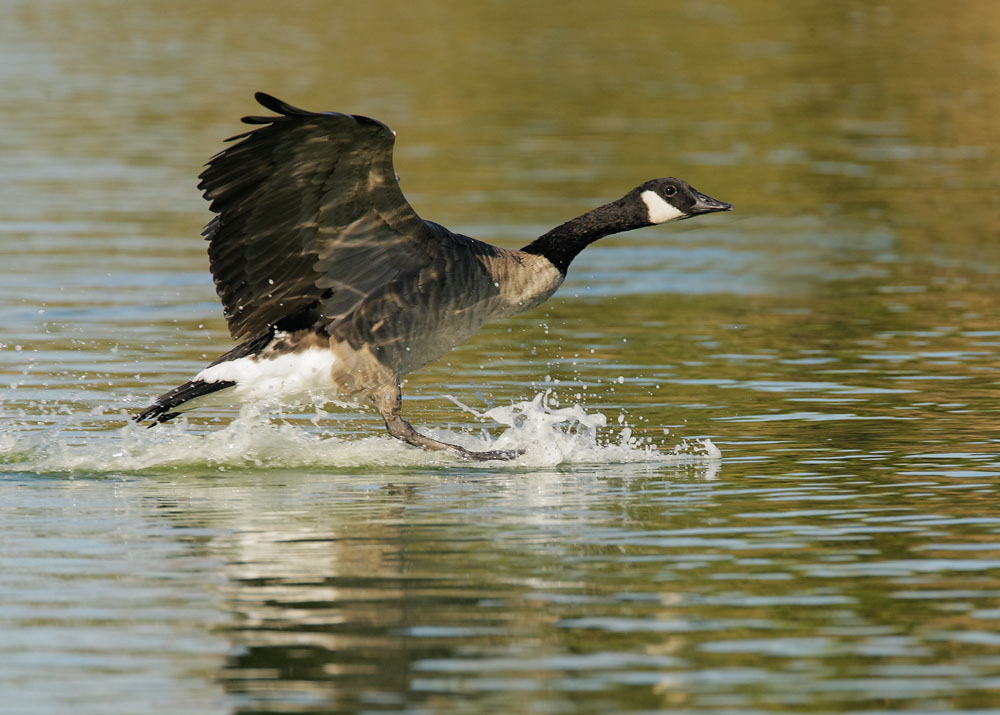 Canada Goose, 8/28/08, Palo Alto Baylands