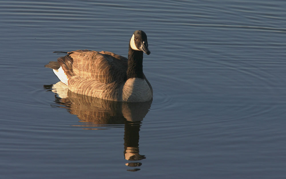 Canada Goose, 11/13/04, Shollenberger Park, Petaluma, Sonoma Co