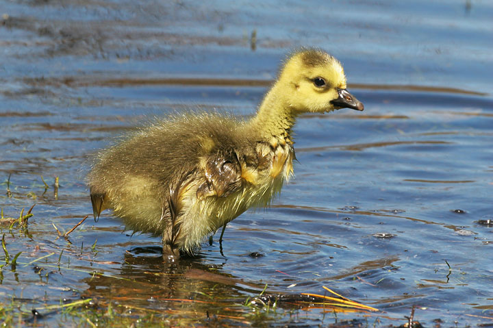 Canada Goose, gosling, 5/10/05, Beech Forest, Provincetown, MA, 5/10/05