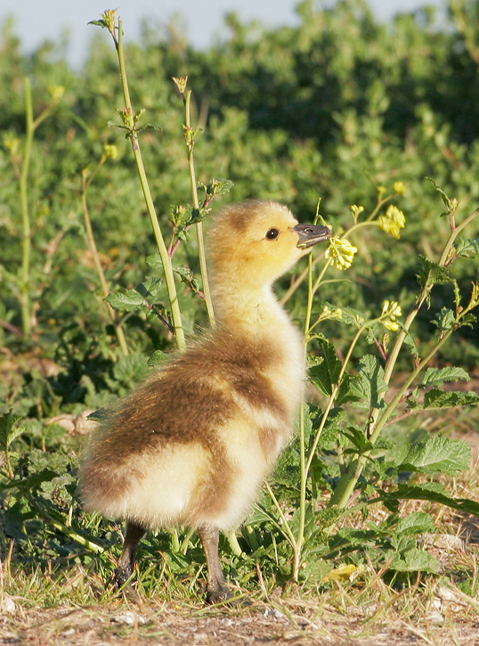 Canada Goose, gosling, 5/6/07, Palo Alto Baylands